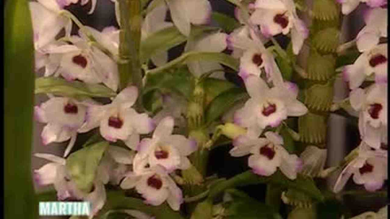 How to propagate orchids at home 15 How to propagate orchids at home 99